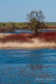 037_Biebrza - kwiecien 2010